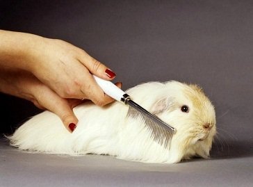 Как подстричь когти морской свинке в домашних условиях и не навредить: пошаговая инструкция